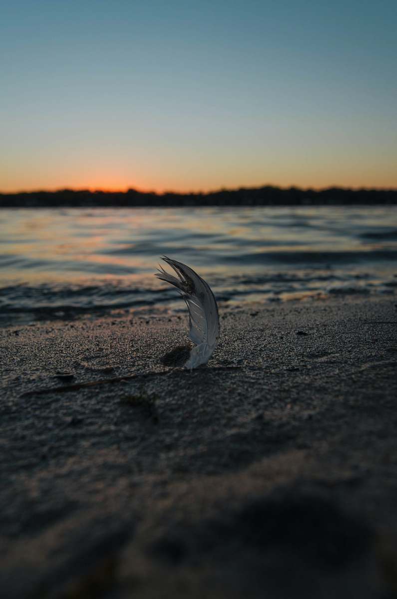 nagawicka lake feather of a bird by the seashore delafield